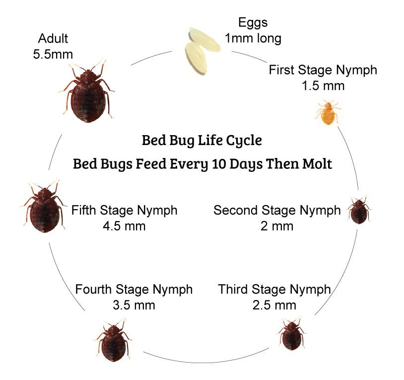 Comprehensive Guide Pictures Of Bed Bugs At All Stages You Need To See