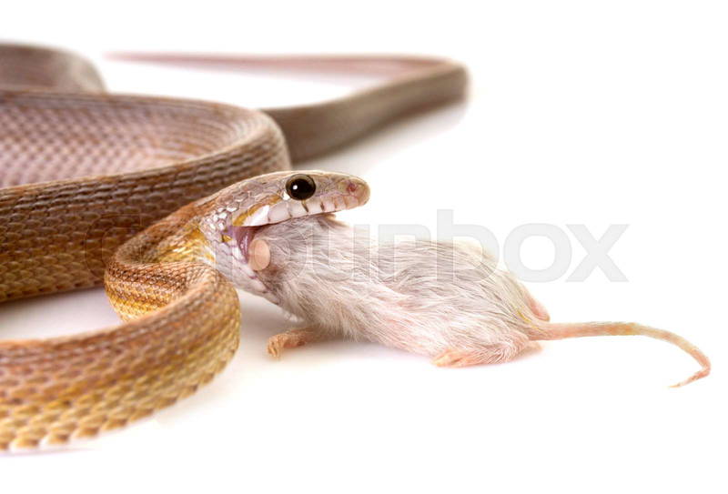 Corn Snake Eating A Mouse Corn Snake Reptile Magazine Snake