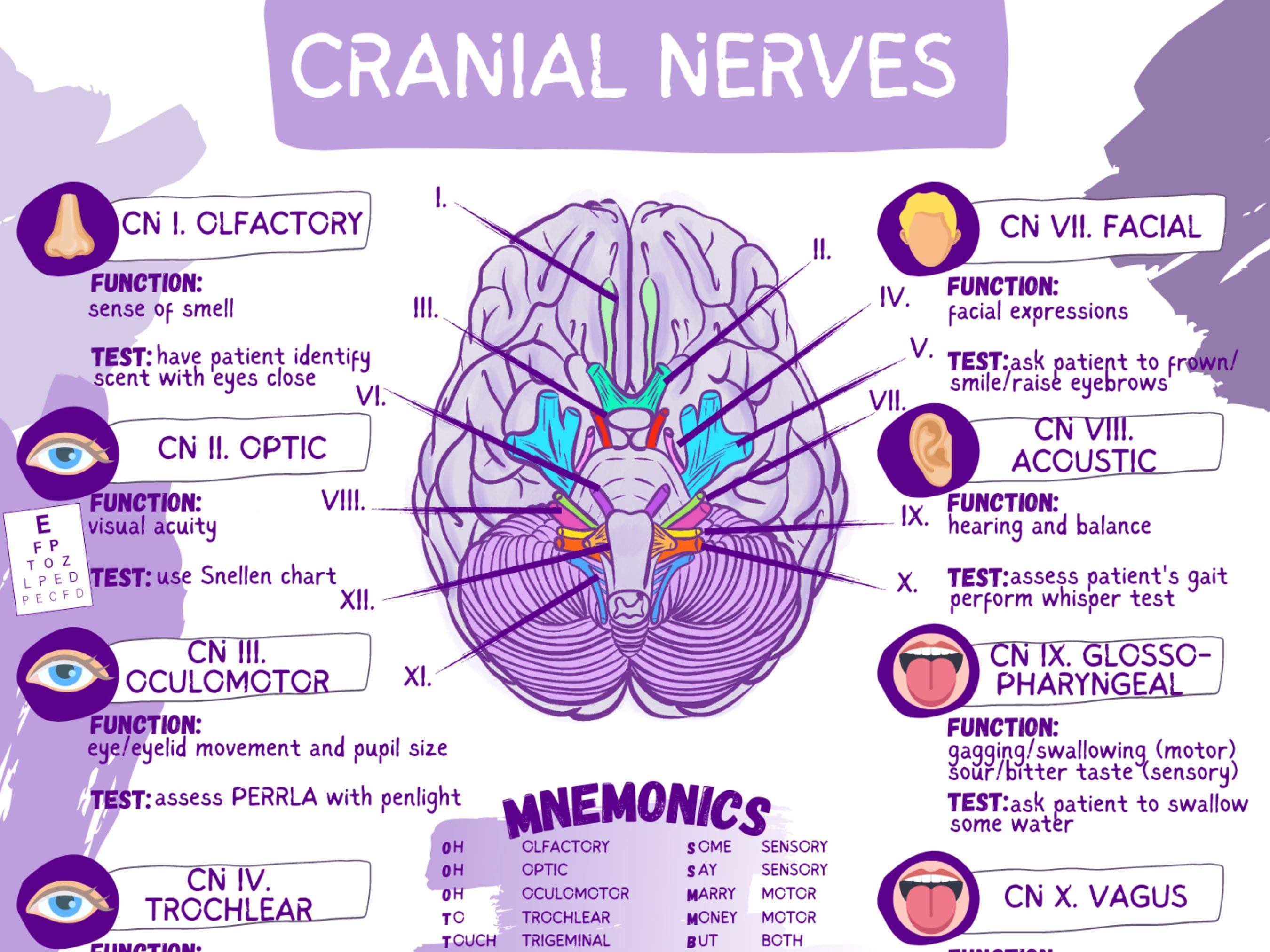 Cranial Nerves Quiz