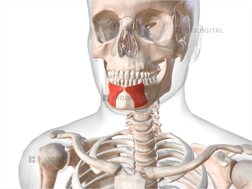 Depressor Labii Inferioris Muscle