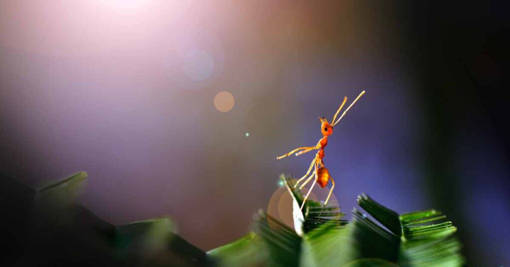 Do Ants Make Noise Unveiling Insect Secrets