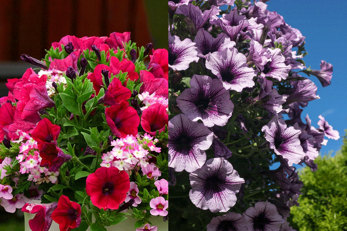 Do Petunias Like Sun Or Shade