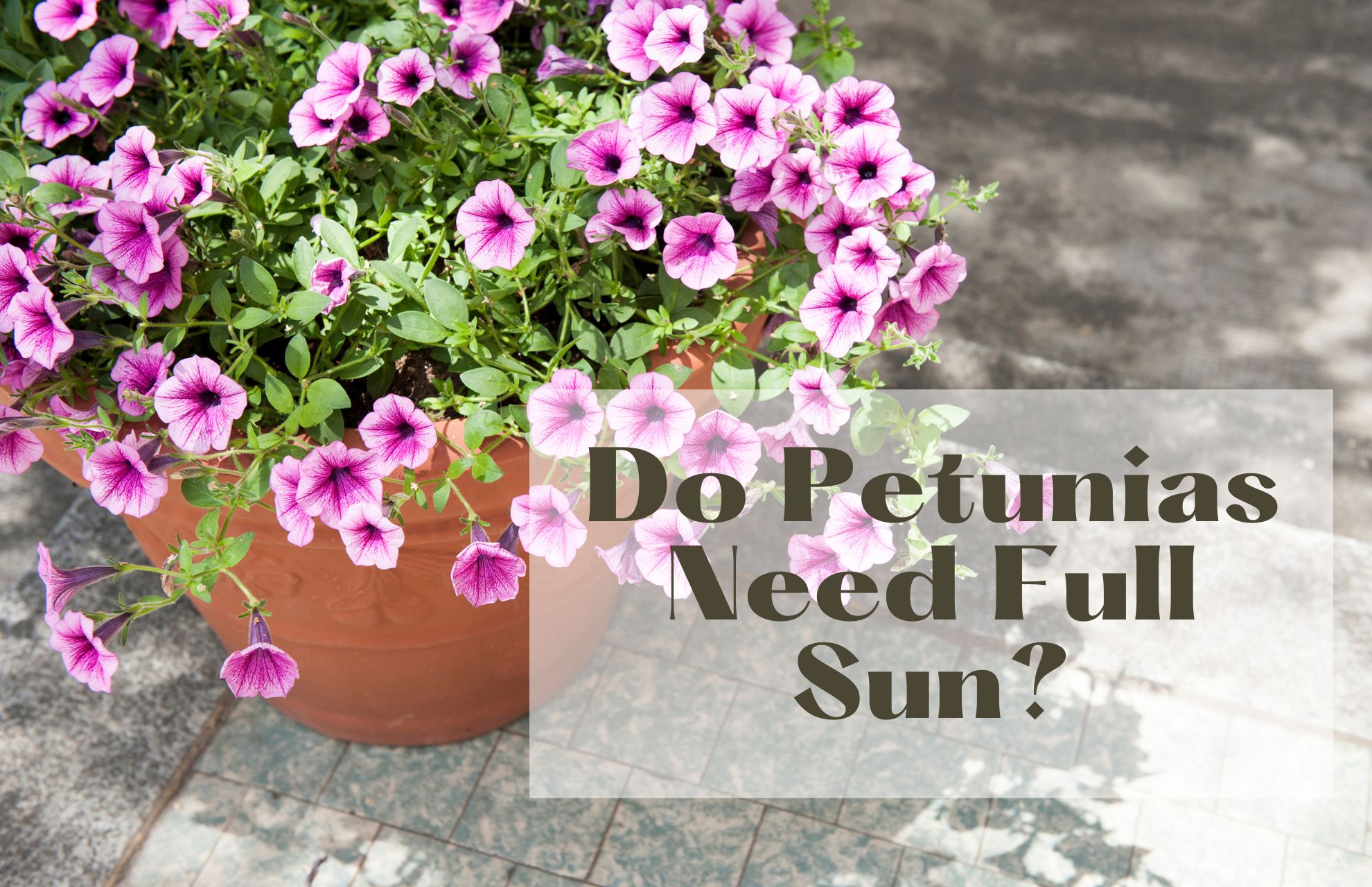 Do Petunias Need Full Sun How Much Do They Need Happy House Garden