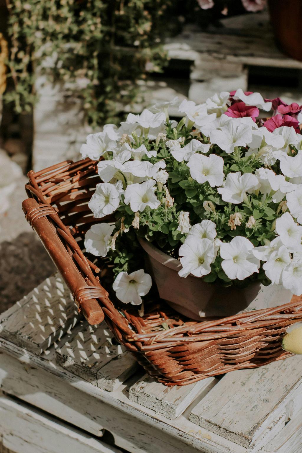 Do Petunias Need Full Sun