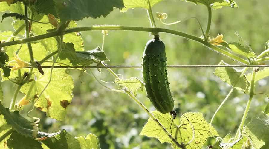 Do Slugs Eat Cucumber Plants Pest Control Options