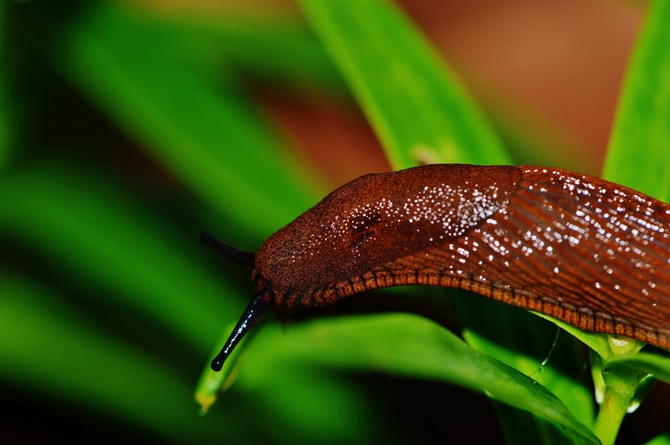 Easy Natural Ways To Keep Slugs Out Of Your Garden Slugs In Garden