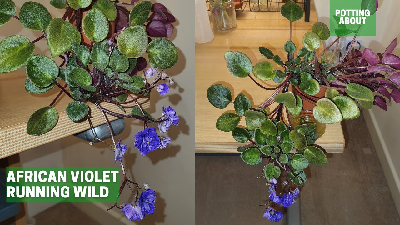 Easy Tips For African Violet Care Youtube