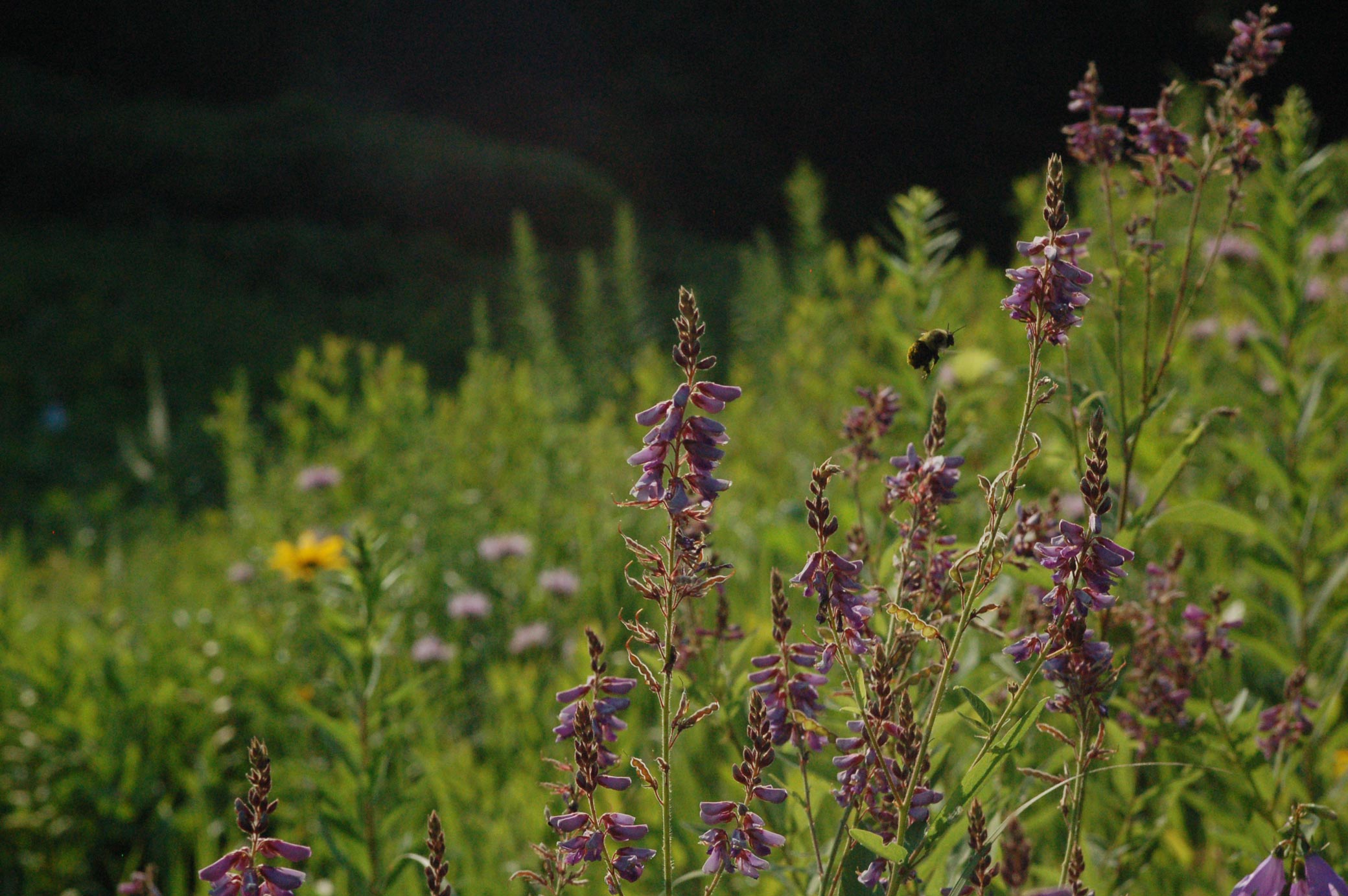 Eloise Butler Wildflower Garden And Bird Sanctuary Nature Preserve In