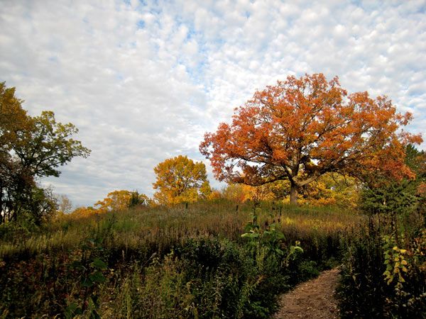 Eloise Butler Wildflower Garden Minneapolis Ticket Price Timings