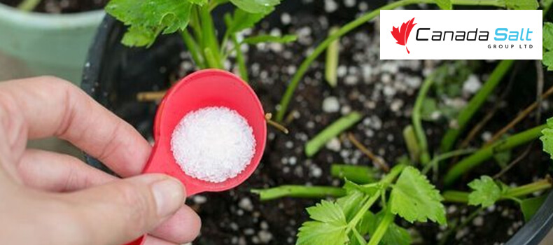 Epsom Salt For Plants