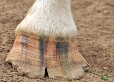 Equestrian Care: Early Detection For Healthy Hooves