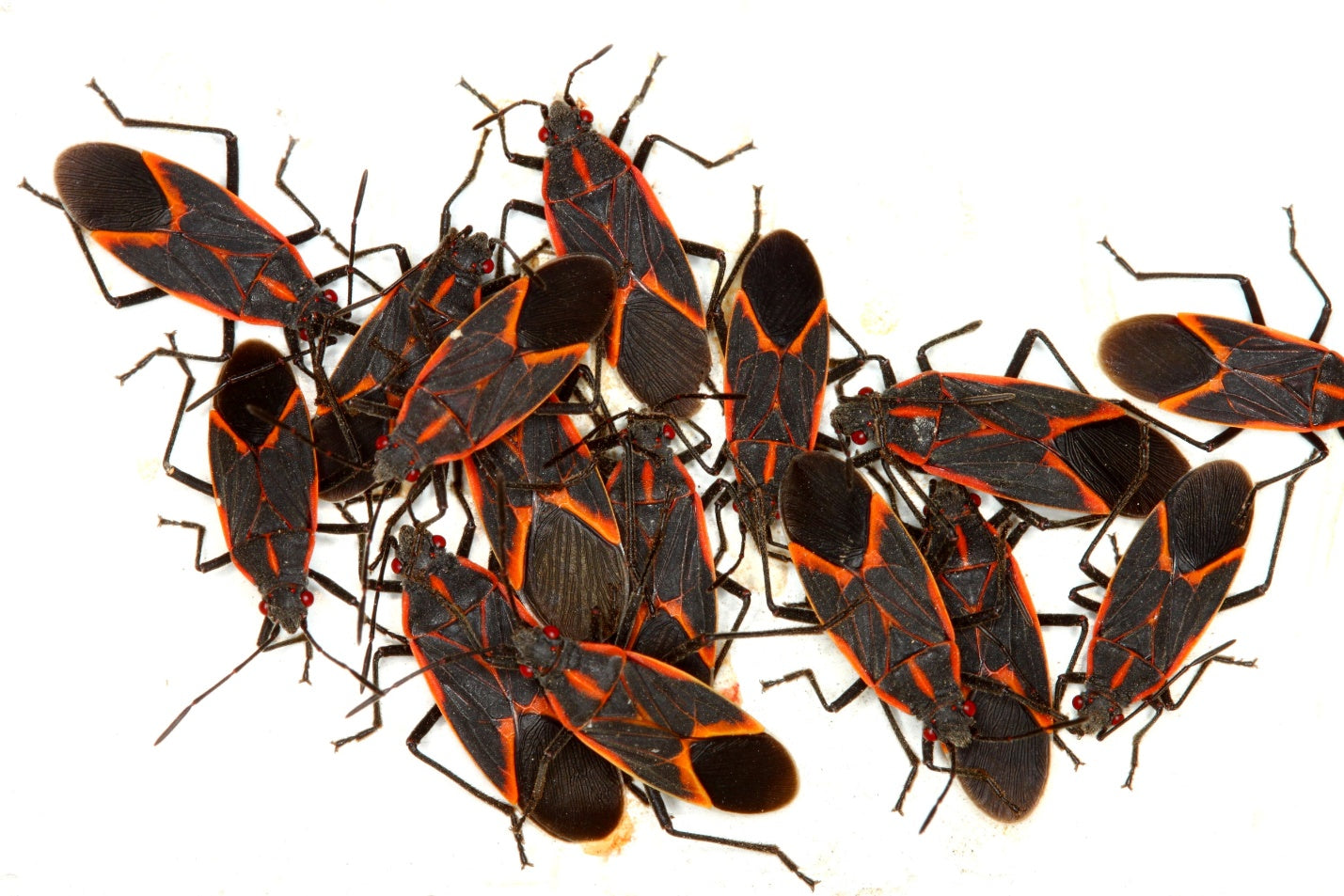 Everything You Need To Know About Boxelder Bugs