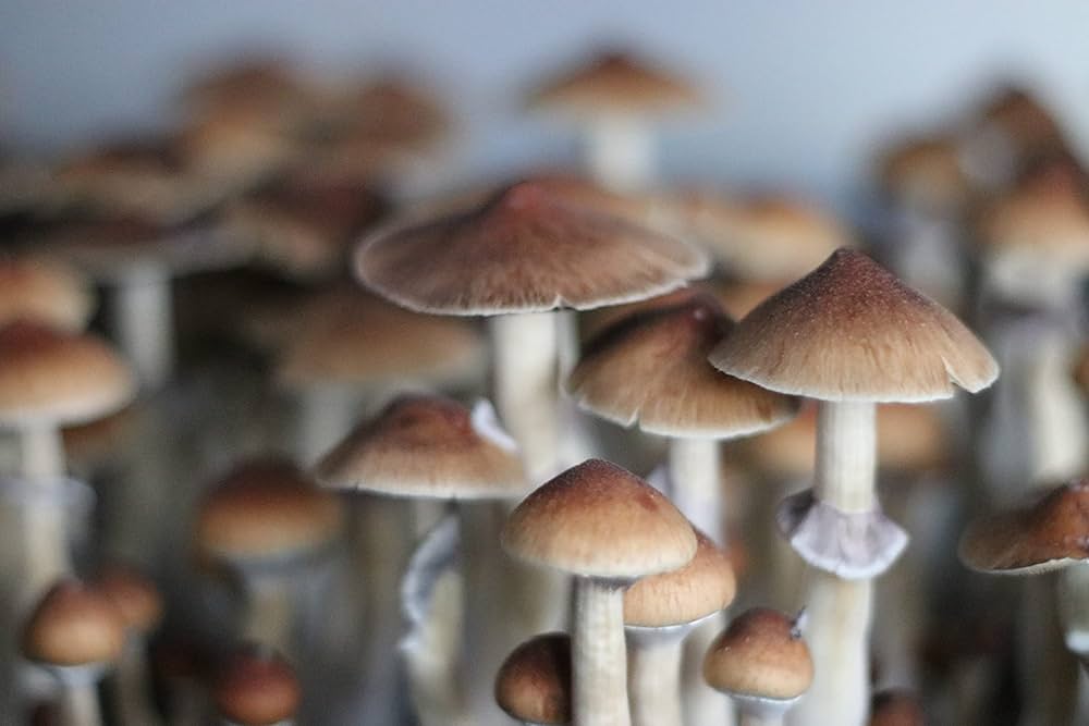 Exploring The Different Types Of Magic Mushroom Spores Ecologiaaldia Com