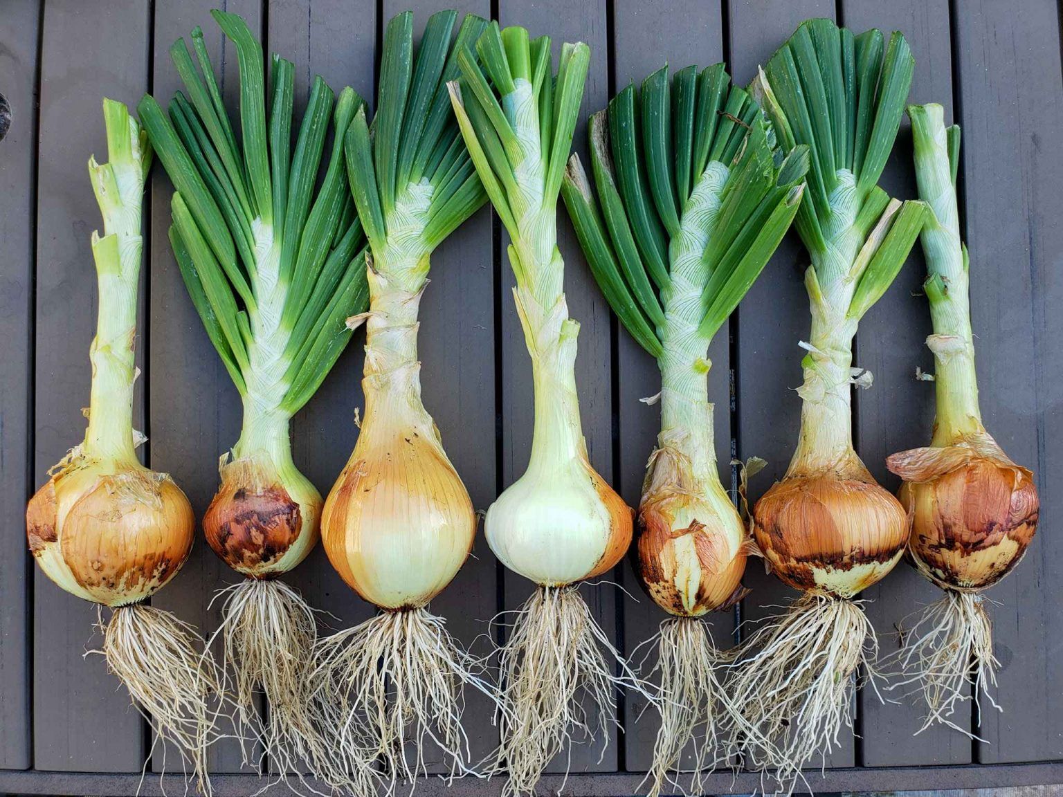 Grow Green Onions: From Seed To Plate, A Sustainable Journey