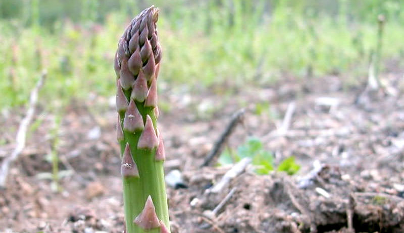 Growing Asparagus 9 Soil Tips For A Healthy Crop Hobby Farms