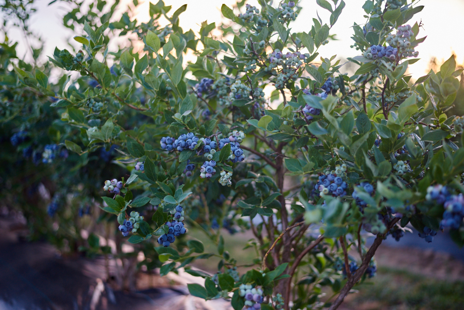 Growing Blueberries In Containers How To Grow Blueberry Bushes In