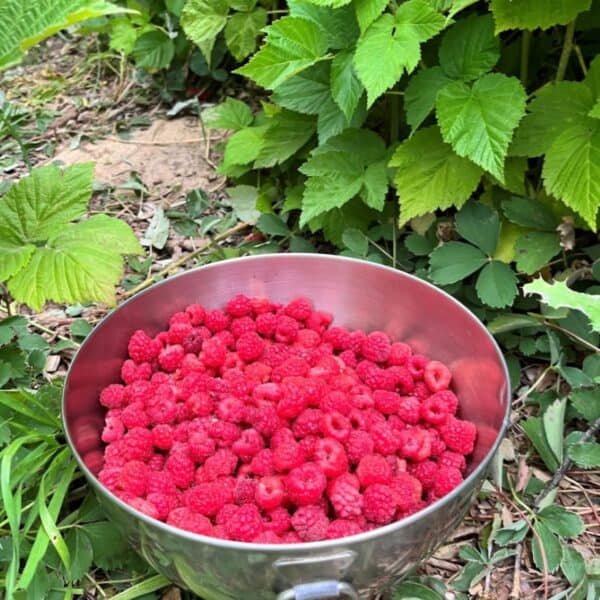 Growing Raspberries A Complete Guide To Planting Growing And