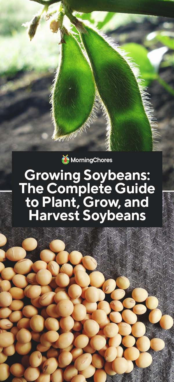 Growing Soybeans The Complete Guide To Plant Grow And Harvest Soybeans