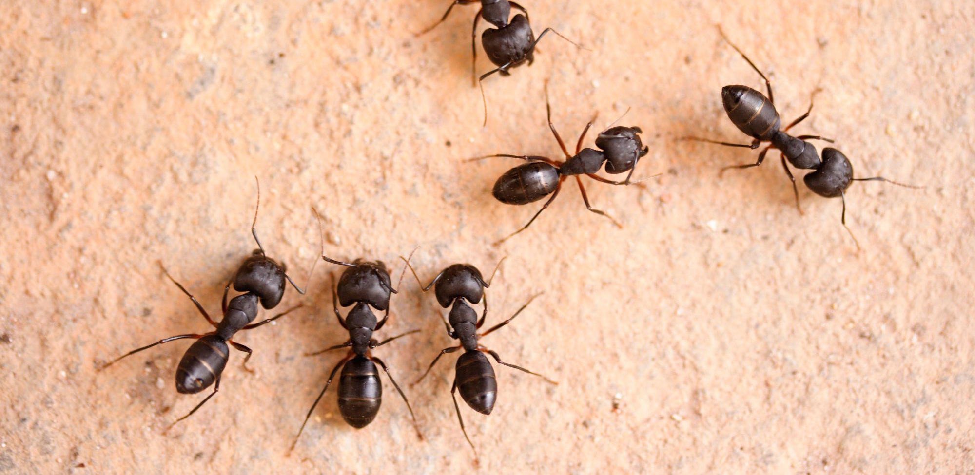 Home Remedies For Getting Rid Of Carpenter Ants