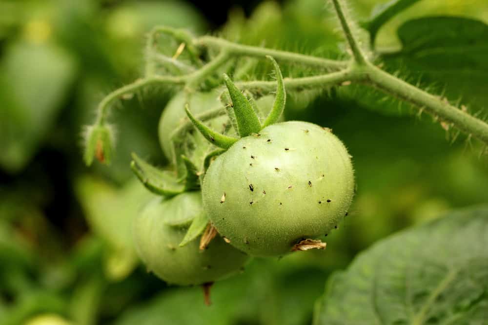 Horned Tomato Worm: Identify & Control These Garden Pests