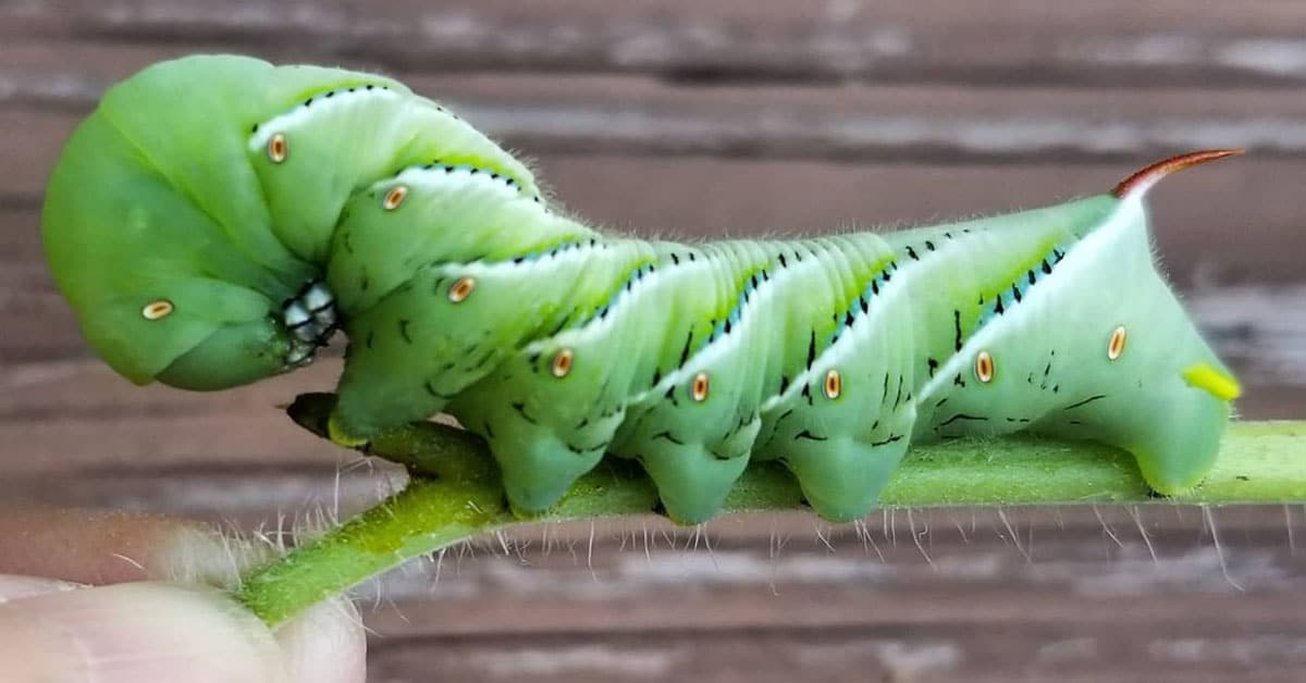 Hornworm Life Cycle