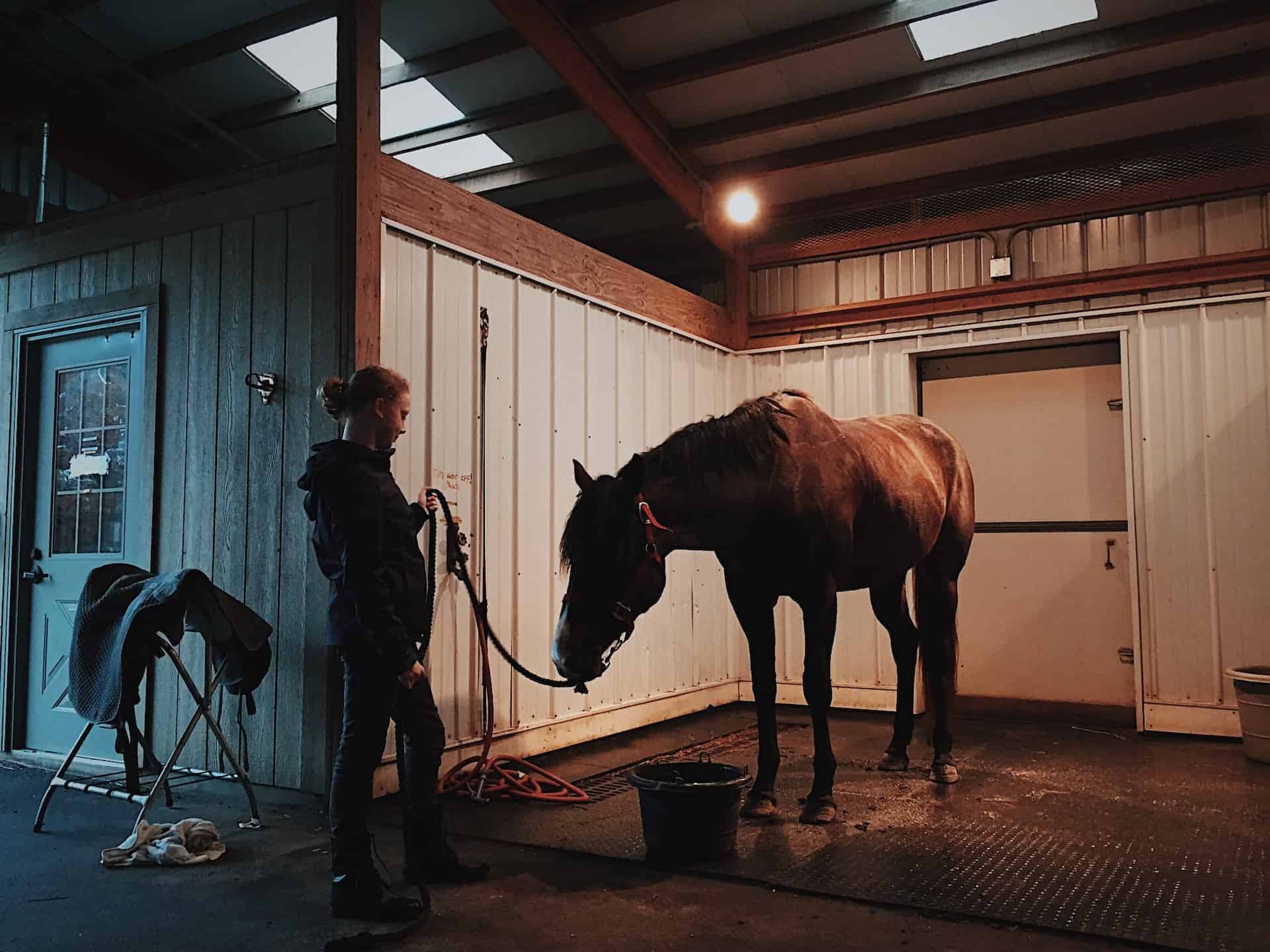 Horse Boarding Essential Tips And Insights For Care All About Horses