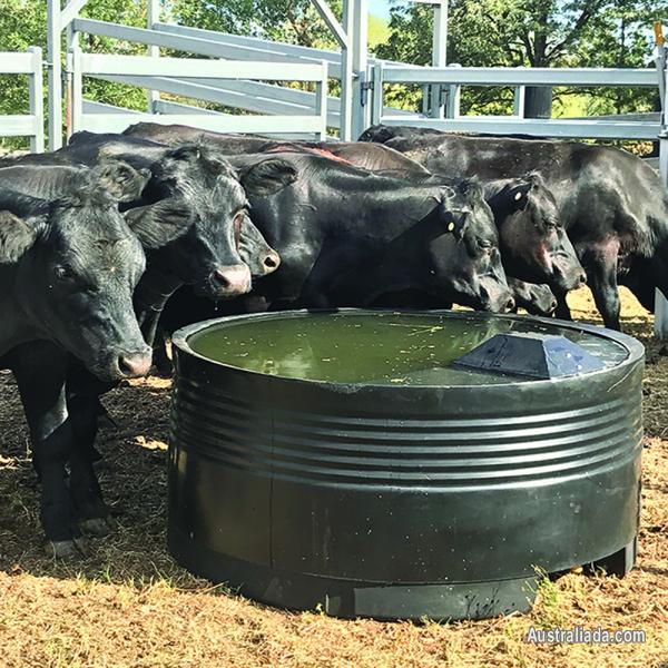 Horse Water Troughs Best Troughs Maintenance And Equine Hydration