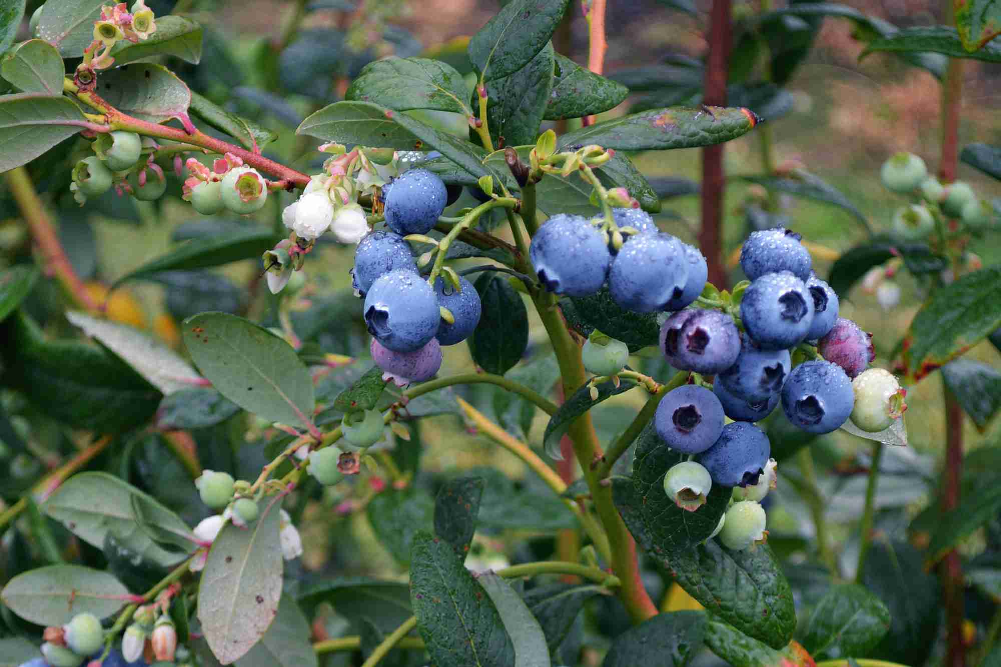 How Do I Plant Blueberries