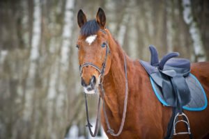 How Much Weight Can Horses Carry