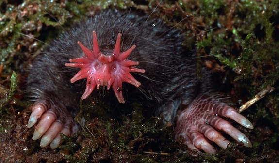 How The Star Nosed Mole Sees With Its Ultra Sensitive Snout Science