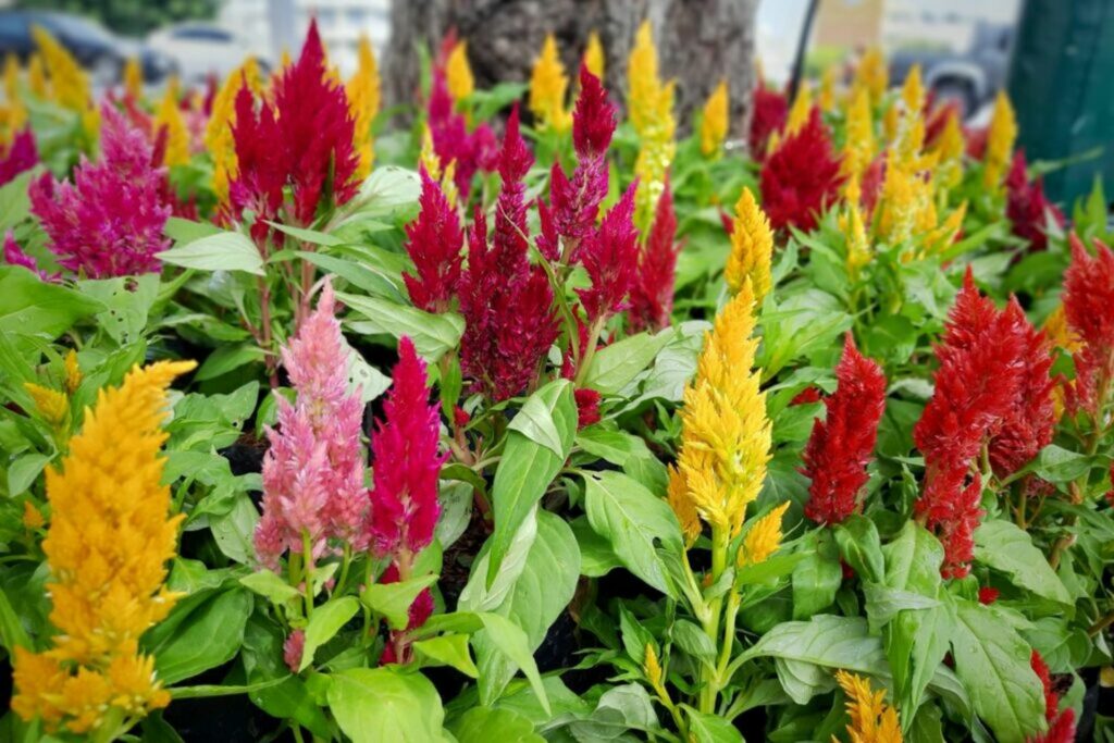 How To Care For A Celosia Plant Back Gardener