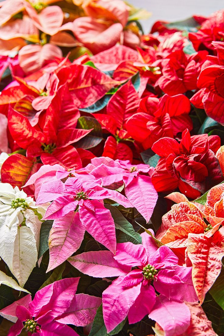 How To Care For Poinsettias To Keep Them Alive All Season And Beyond