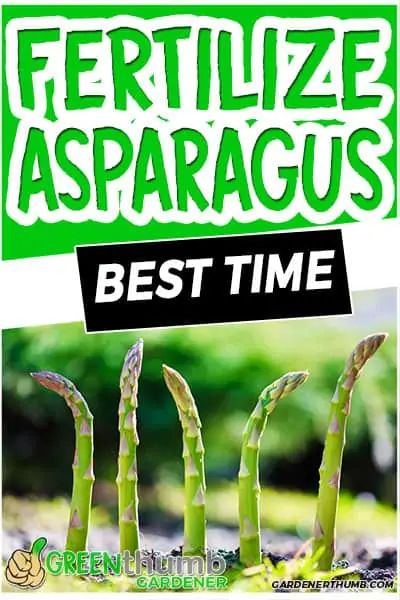 How To Fertilize Asparagus In 2024 Best Times Methods Forestry Com