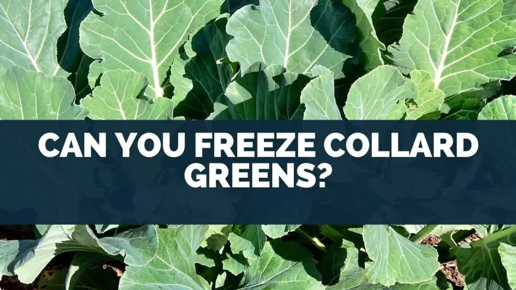 How To Freeze Collard Greens How Do You Freeze Collard Greens How To