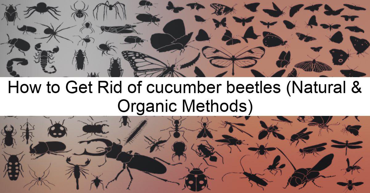 How To Get Rid Of Cucumber Beetles