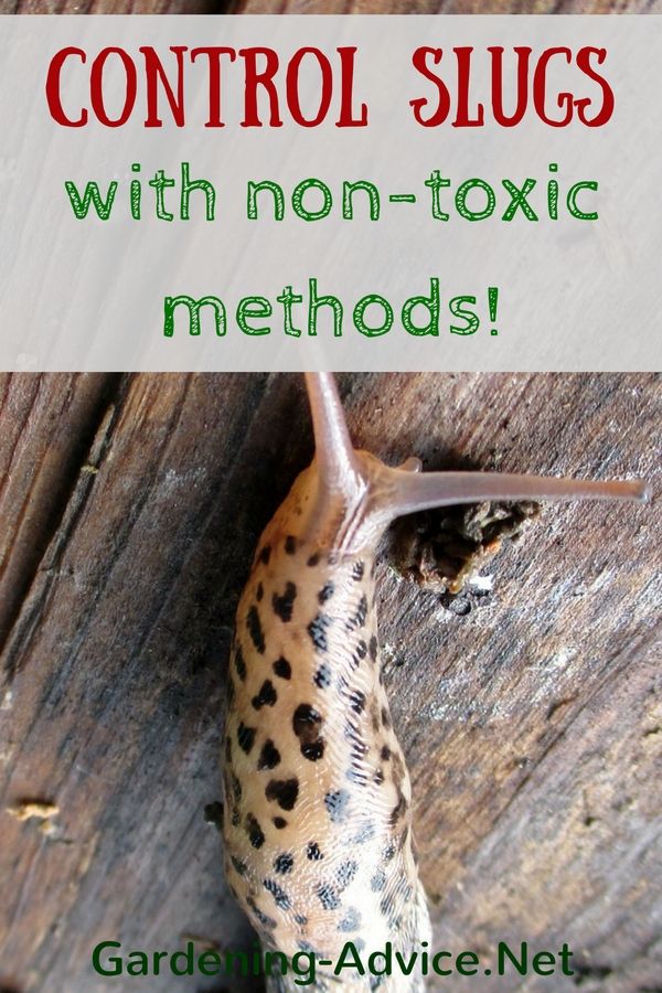 How To Get Rid Of Slugs In The Garden 8 Organic Control Methods