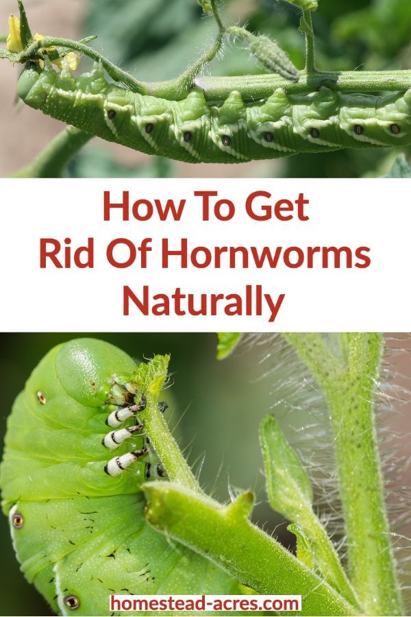 How To Get Rid Of Tomato Hornworms