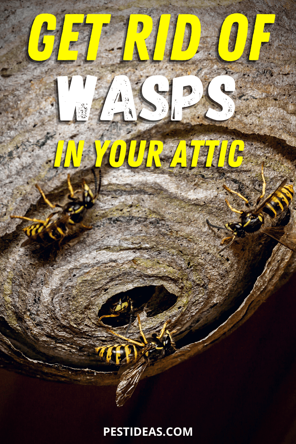 How To Get Rid Of Wasps In Your Attic Attic Projects