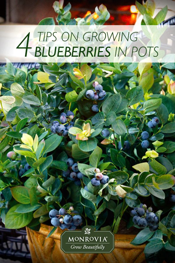 How To Grow Blueberries In Containers