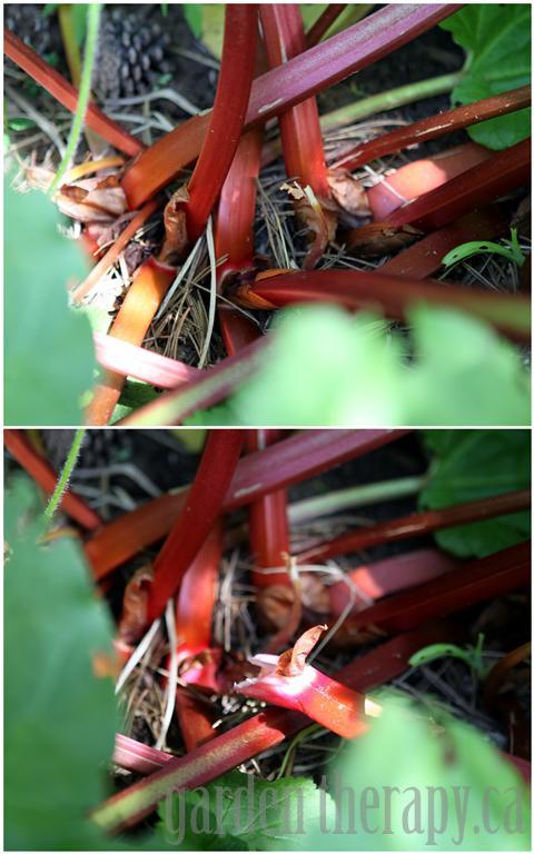 How To Harvest Rhubarb