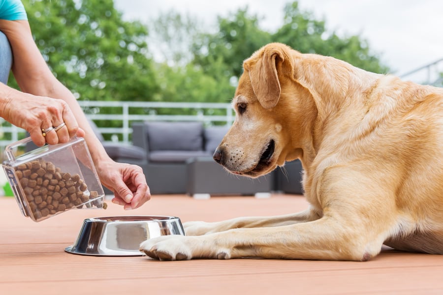 How To Keep Mice Away From Dog Food