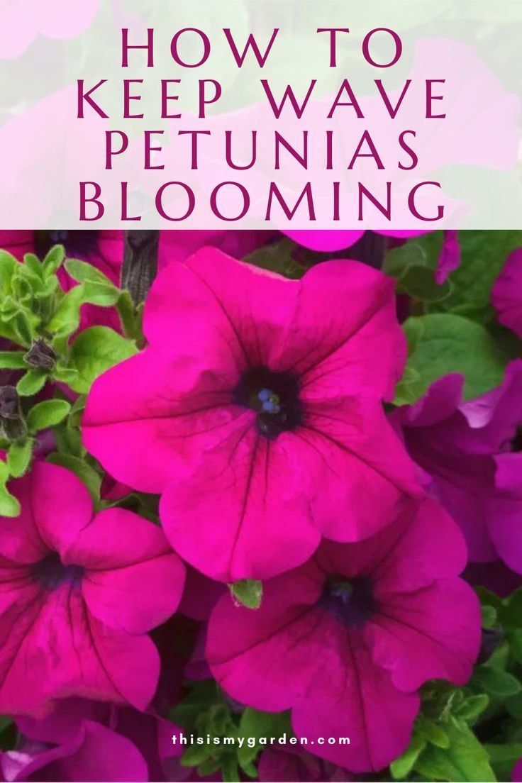 How To Keep Wave Petunias Blooming 4 Simple Secrets To Big Blooms