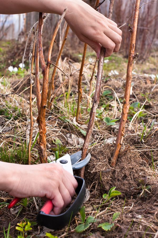 How To Plant And Grow Raspberries The Simple Keys To Success