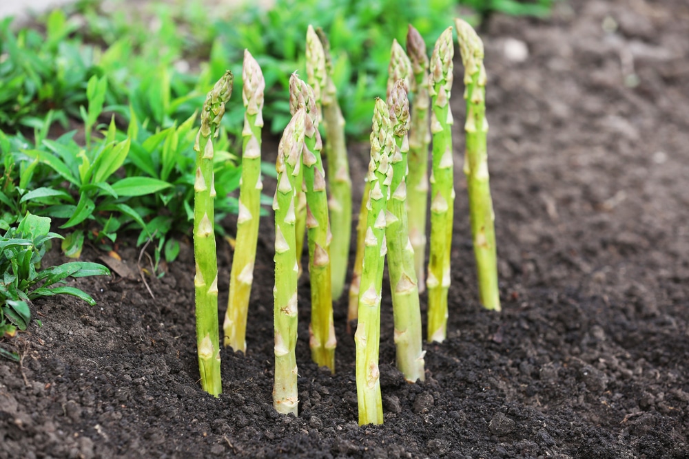 How To Plant Asparagus Crowns