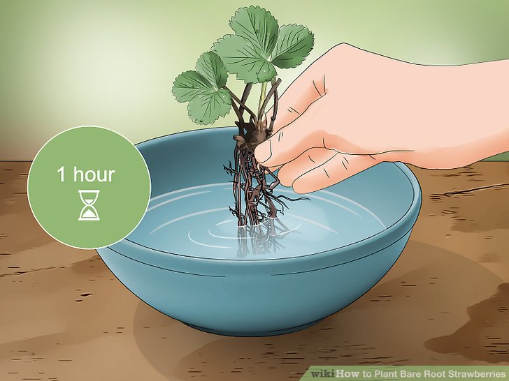 How To Plant Bare Root Strawberries 12 Steps With Pictures