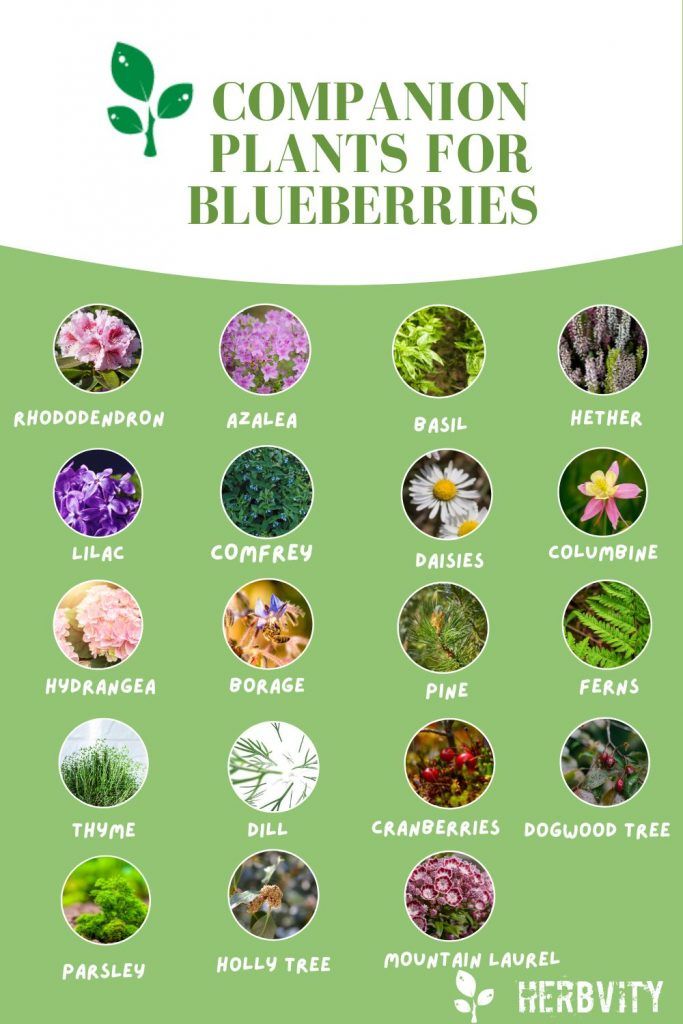 How To Plant Blueberries