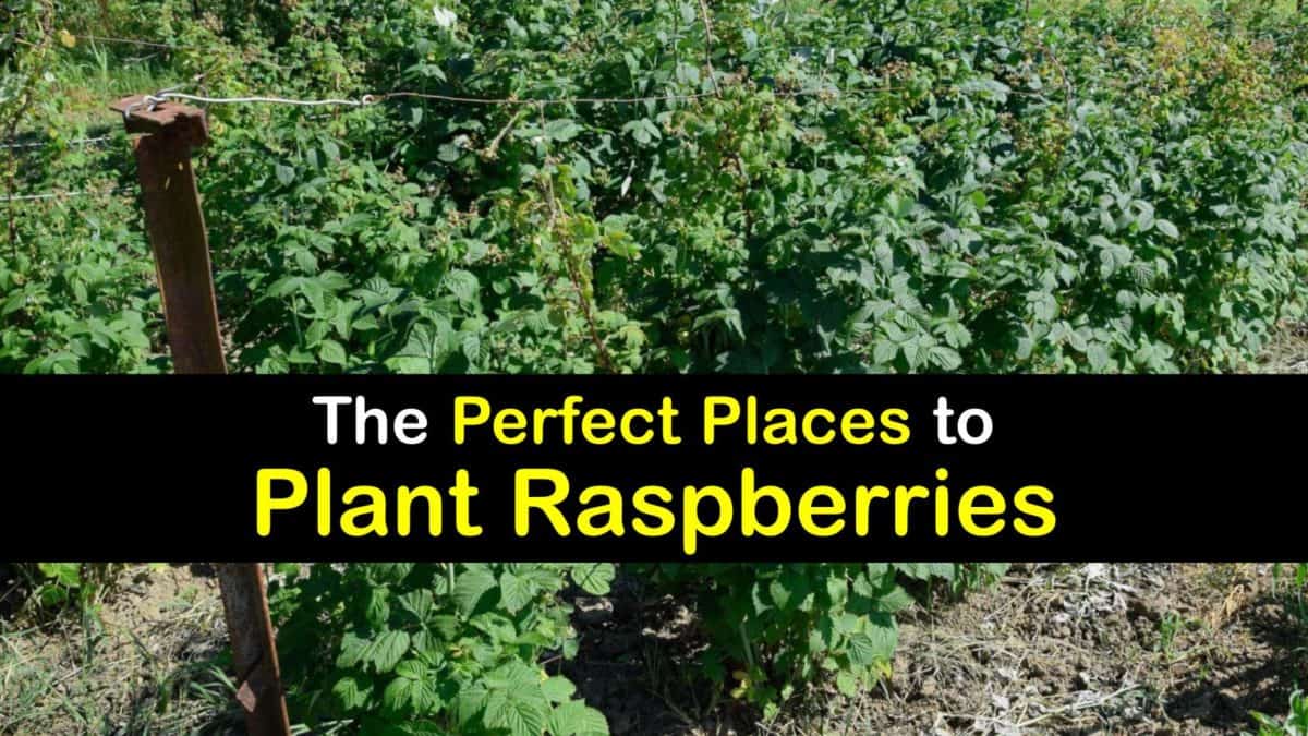 How To Plant Raspberries