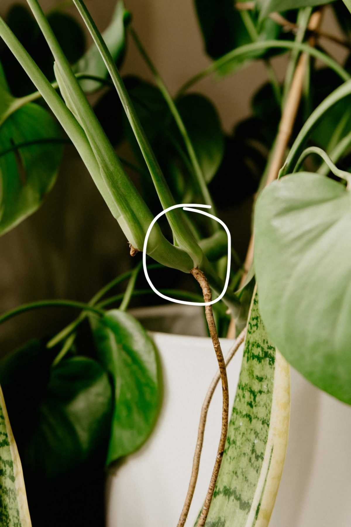 How To Propagate Monstera Deliciosa