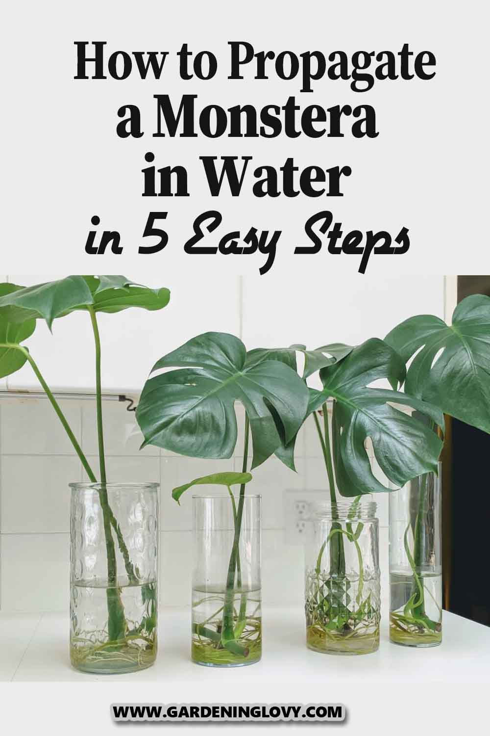 How To Propagate Monstera