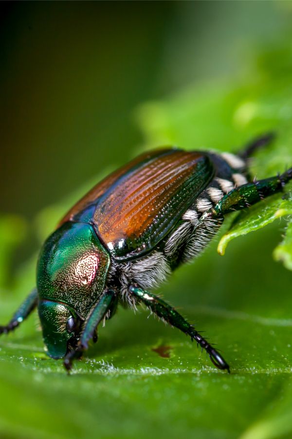 How To Protect Plants From Japanese Beetles Getting Rid Of Beetles